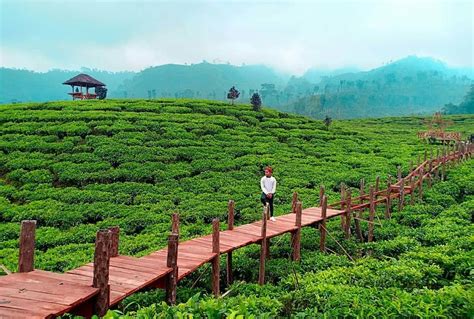 Destinasi wisata selanjutnya ada kebun teh cipasung yang berlokasi di lemahsugih, cipasung. Foto, Lokasi, Rute dan Harga Tiket Masuk Kebun Teh Gunung Gambir Jember