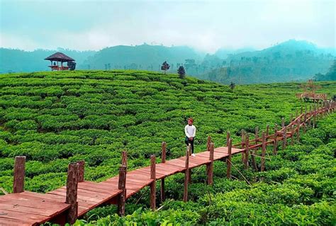 Jember merupakan sebuah kabupaten di jawa timur, kabupaten ini memiliki sejuta pesona dan panaroma alam yang menakjubkan dan. Foto, Lokasi, Rute dan Harga Tiket Masuk Kebun Teh Gunung ...