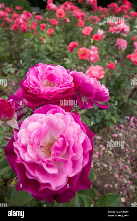 Park Of Roses Columbus Ohio Stock Photo Alamy