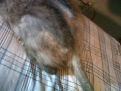 Cat hair loss not responding to frontline not rated yet reader question : Cats Losing Hair