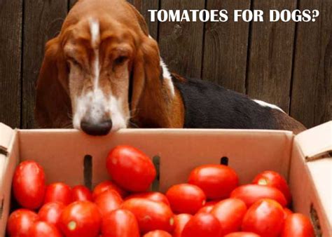 Can Dogs Eat Tomatoes Important Good Guide