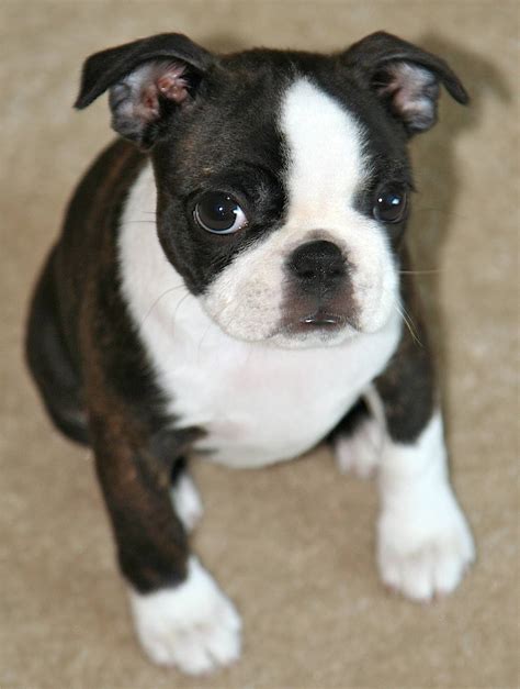 69 Small Dog Breeds Boston Terrier Picture Bleumoonproductions