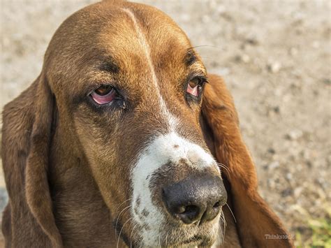 Conjunctivitis in dogs, known also as 'pink eye', results in an inflammation in the conjunctiva causing redness and secretion. 9 commonly seen eye disorders in dogs - Roots Technologies