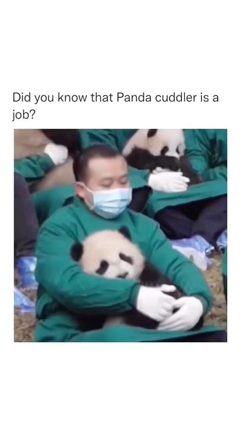 Pandasareawsminstagram On Pinno Do You Know That Panda Cuddler Is A