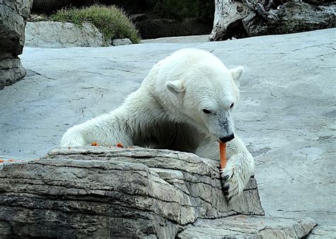 Antelope Valley College Blog Polar Bears God And Evolution
