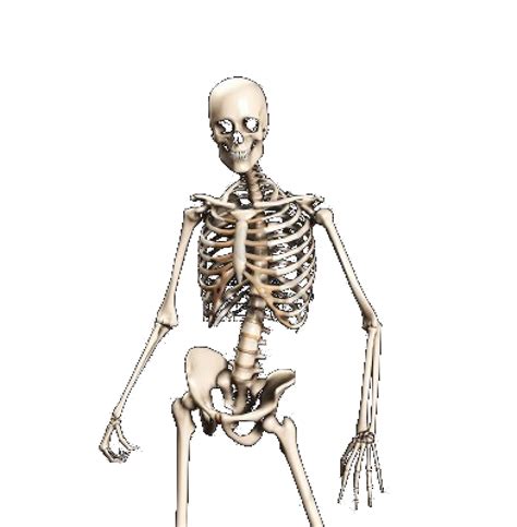 Anatomy Axial Skeleton Human Skeleton 206 Bones Labeled Hd Png Images