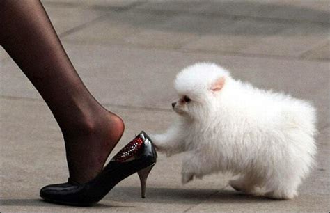 Funny White Puppies Animals Amazing Latest Pictures