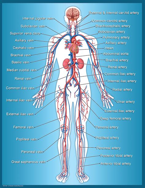 Circulatory System Information For Kids