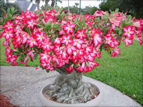 You'll see flowers begin to develop in early spring. Adenium obesum - Desert Rose How to Grow and Care ...