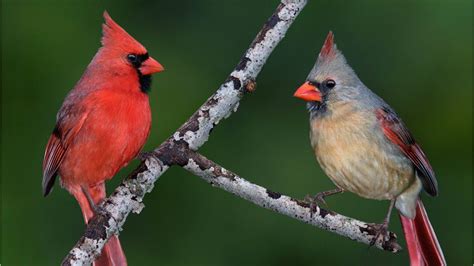 pennsylvania man captures photo of rare half male half female cardinal wdbo