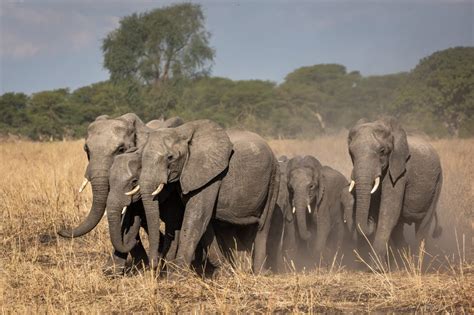 Malawis Second Biggest Ever Translocation Of Elephants Now Complete