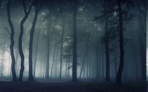 Nature Landscape Mist Dark Forest Morning Trees Wallpapers Hd