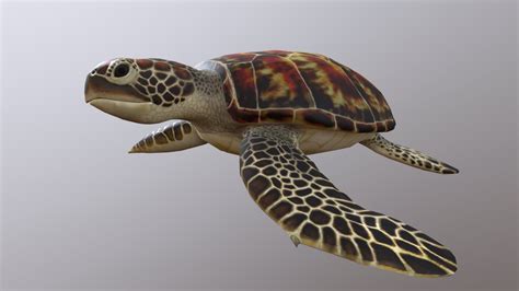 Green Sea Turtle 3D Model By Mutchi 3D M IKD Eff7022 Sketchfab