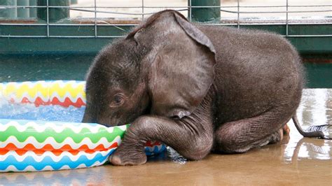 Baby Elephant Loves First Pool Experience Youtube