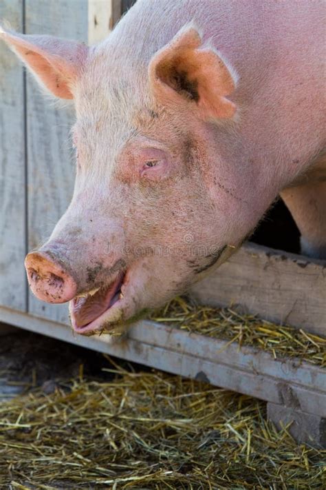 Pig Portrait Stock Photo Image Of Pink Ears Meat Animal 16555988