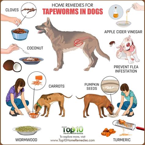Home Remedies For Tapeworms In Dogs Top 10 Home Remedies Tapeworms