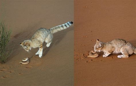 Arabian Sand Cats Look Like Any Other Cats But These 10 Facts About