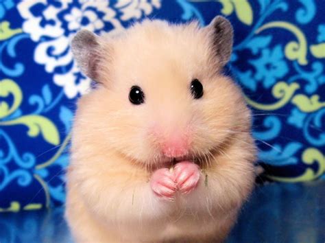 Whether you're planning a family vacation with your pet, a relaxing weekend getaway, or an adventurous excursion, vacation rentals are ideal you can find everything from charming mountain cabins and lakeside lodges to breathtaking city apartments and luxury homes, or anything in between. Exotic Pets for Apartment Living