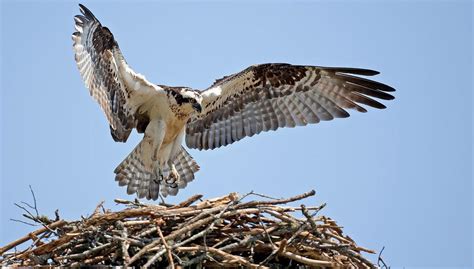 Meet Richmond And Rosie A Nesting Osprey Couple In The Bay Area Audubon California