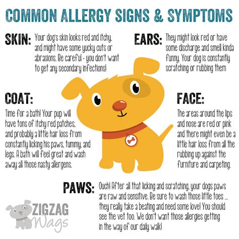 Dog Allergies Are The Worst Zigzag Wags