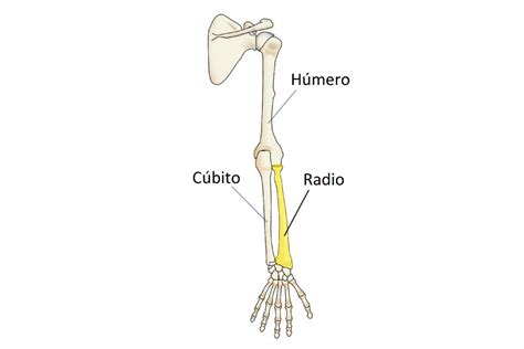 Los 3 Huesos Del Brazo Humano Anatomía Partes Y Características