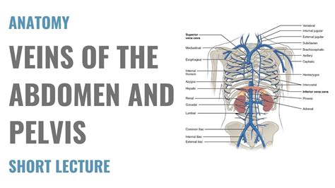 Veins Of The Abdomen And Pelvis Anatomy Explained In 2020 Pelvis