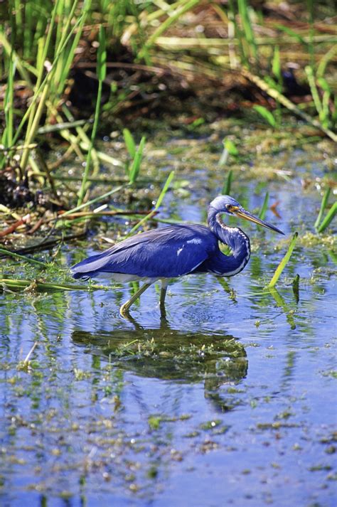 Plants And Animals In The Louisiana Wetlands Usa Today