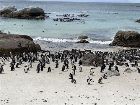 How To Visit The Penguins At Boulders Beach What Kirsty Did Next
