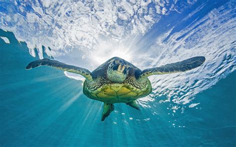 Green Sea Turtle Underwater Scene Hd Wallpapers For M
