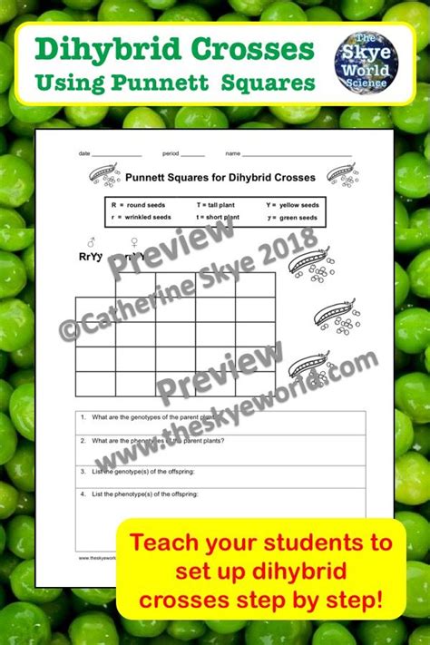 Learn how to use punnett squares to calculate probabilities of different phenotypes. Punnett Squares for Dihybrid Crosses Worksheet | Biology worksheet, Dihybrid cross worksheet ...