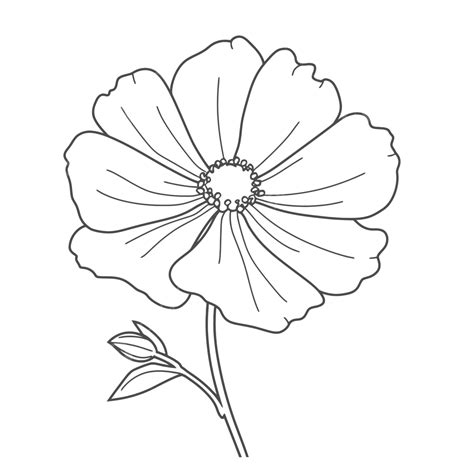 양귀비 꽃 개요 스케치의 그림 벡터 코스모스 꽃 그리기 코스모스 꽃 개요 코스모스 꽃 스케치 Png 일러스트 및 벡터 에