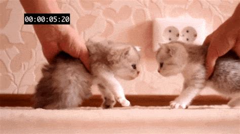 Selain membuat video animasi stickman, kamu juga dapat membuat objek animasi bergerak lainnya seperti kucing berjalan, peluru, dan lainnya. Berita Artis Terkini: Animasi Bergerak Kucing Lucu