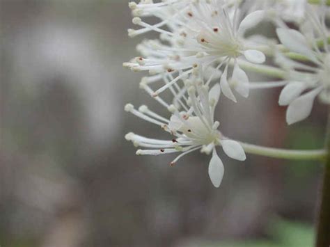 White Baneberry Actaea Pachypoda 04 Wild Flowers Of Sleepy Hollow