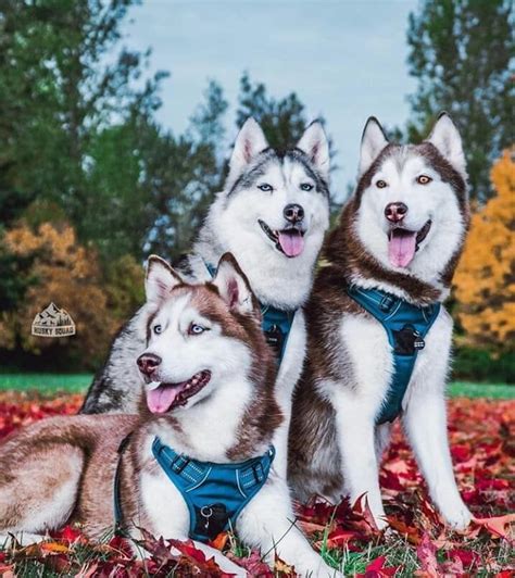 Three Husky Dogs Are Sitting In The Leaves