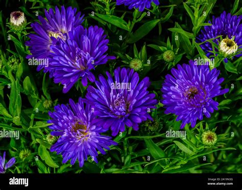 Surrealistic Violet Blue Autumn Aster Blooms Macrogreen Leavesbudson