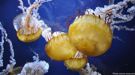 Interesting Facts About Jellyfish Just Fun Facts