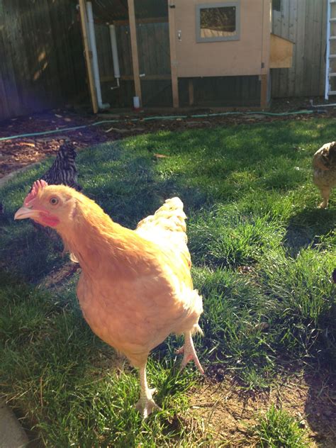 Buff Orpington Rooster 13 Weeks Backyard Chickens Learn How To Raise Chickens