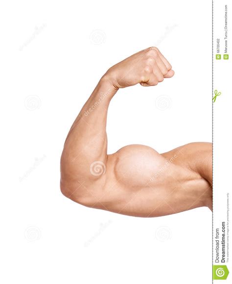 Biceps Isolated Stock Photo Image Of Athletic Bodybuilder 66700402