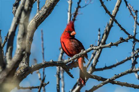 Northern Cardinals Ray Brown Wildlife Photography Ray Brown