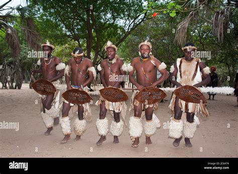Traditional Dance Duma Zulu Duma Zulu Traditional Village Museum