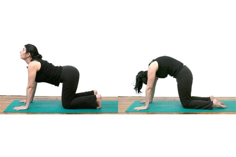 The practitioner kneels on all fours and slowly raises and lowers the back, transitioning in a gentle vinyasa between cat and cow poses, and exercising the core muscles that. Stretching Exercises for Your Back