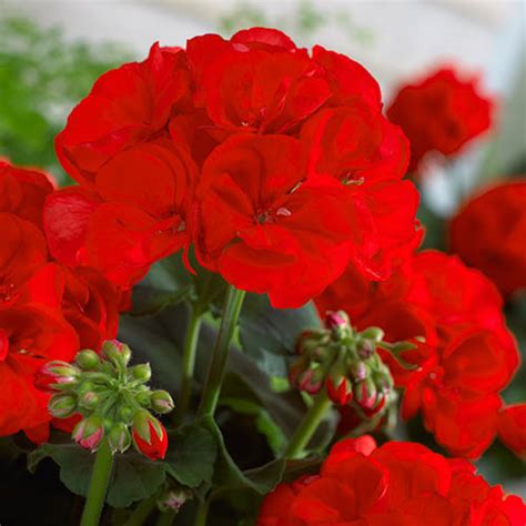 Large Red Zonal Geranium Collection Yougarden