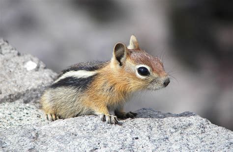 Cute Chipmunk Photograph By Sabre Tooth