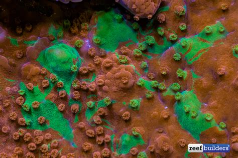 Fluorescent Friday Focus On World Wide Corals ‘grafted Cap Reef