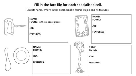 Ks3 ~ Year 7 ~ Specialised Cells Lesson Teaching Resources