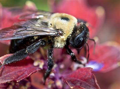 Carpenter bees make tunnels inside wooden surfaces. How to Get Rid of Carpenter Bees: Stings, Information