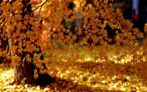 Autumn Maple Wallpapers Wallpaper Cave