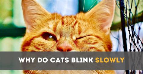 Cracking The Code Why Do Cats Blink Slowly Revealed