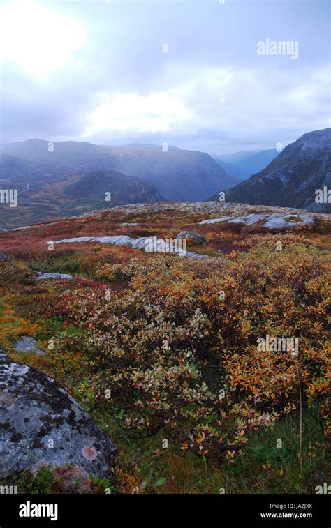 Plant Norway Tundra Mountain Street Road Clouds Mountains Plant