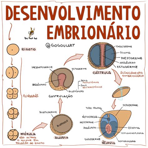 Mapa Mental Desenvolvimento Embrionário Edubrainaz